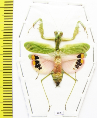 Caliris elegans  Malaysia - INSECTS-STORE.RU