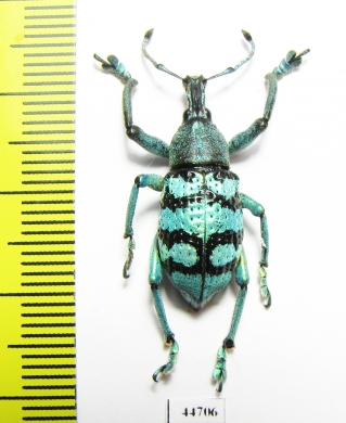 Eupholus porioni  Indonesia, Papua - INSECTS-STORE.RU