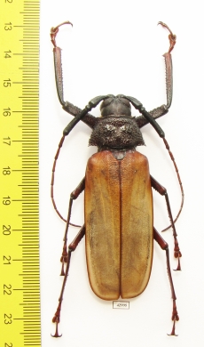 Bandar pascoei pascoei  Indonesia, Java 70mm - INSECTS-STORE.RU