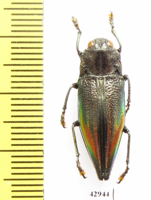 Cyphogastra semipurpurea  Indonesia, Timor isl. - INSECTS-STORE.RU