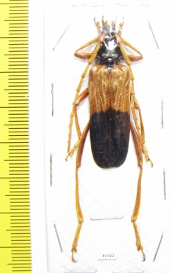 Schmidtiana violaceothoracica, male  Thailand - INSECTS-STORE.RU