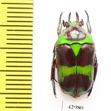 Mystroceros rouyeri  Indonesia, Sumatra - INSECTS-STORE.RU