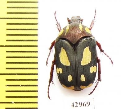 Clinteria forbesi  Indonesia, Timor - INSECTS-STORE.RU