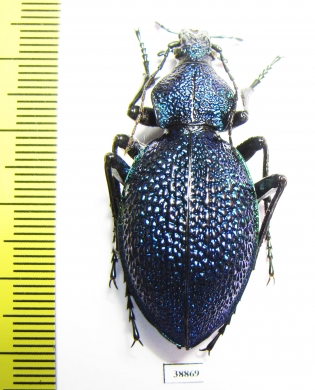 Carabus (Procerus) scabrosus caucasicus, female  Russia  44mm - INSECTS-STORE.RU