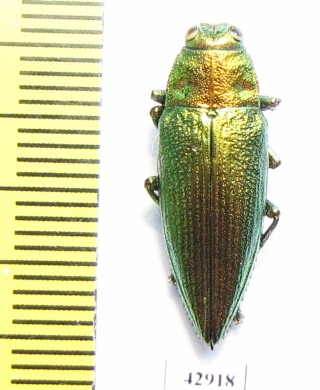 Chrysodema subrevisa  Indonesia, Sumba isl. - INSECTS-STORE.RU