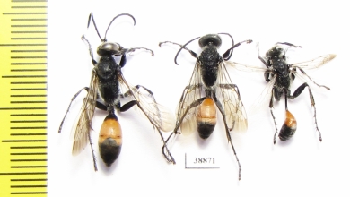 Hymenoptera sp.  Russia, Astrakhan reg. - INSECTS-STORE.RU