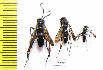 Hymenoptera sp.  Russia, Astrakhan reg. - INSECTS-STORE.RU