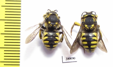 Hymenoptera sp.  Russia, Astrakhan reg. - INSECTS-STORE.RU