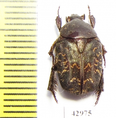 Protaetia mixta  Indonesia, Sumatra - INSECTS-STORE.RU