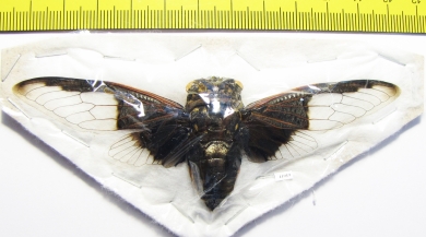 Homoptera sp.  Thailand - INSECTS-STORE.RU