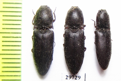 Elateridae sp.  Iran, Fars prov. - INSECTS-STORE.RU