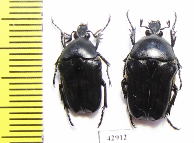 Cosmiomorpha setulosa cribellata, pair  Vietnam - INSECTS-STORE.RU