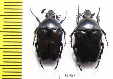 Cosmiomorpha setulosa cribellata, pair  Vietnam - INSECTS-STORE.RU