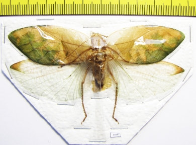 Orthoptera sp.  Thailand  93mm - INSECTS-STORE.RU