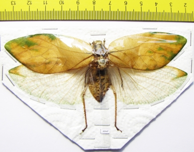 Orthoptera sp.  Thailand  110mm - INSECTS-STORE.RU