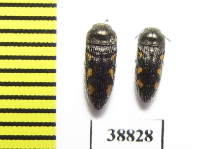Acmaeodera bipunctata  Turkey - INSECTS-STORE.RU