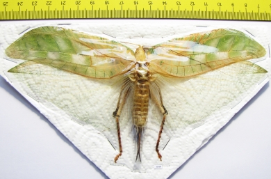 Orthoptera sp.  Thailand  175mm - INSECTS-STORE.RU