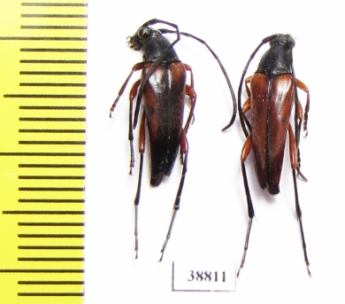 Pedostrangalia emmipoda  Turkey - INSECTS-STORE.RU