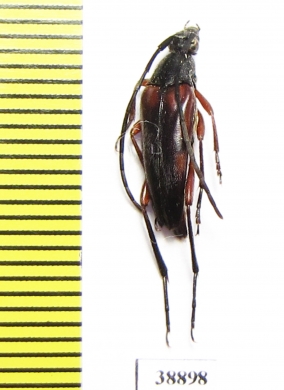 Pedostrangalia emmipoda  Turkey - INSECTS-STORE.RU