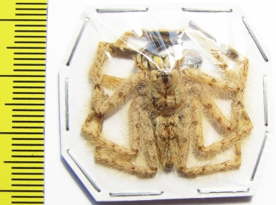 Arachnida sp.  Malaysia - INSECTS-STORE.RU