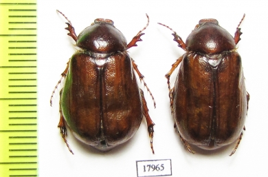 Madotrogus kirgisicus, female  Kazakhstan - INSECTS-STORE.RU