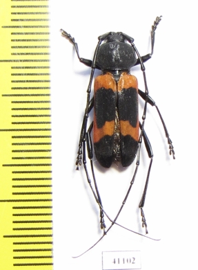 Purpuricenus quadrinotatus  Indonesia, Tanimbar isl. - INSECTS-STORE.RU