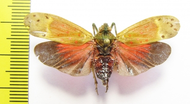 Enchophora ? leae  Peru - INSECTS-STORE.RU