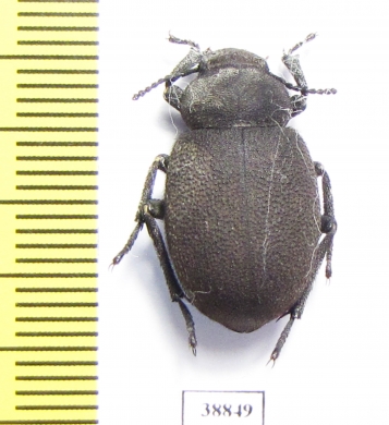 Pachyscelis villosa  Turkey - INSECTS-STORE.RU