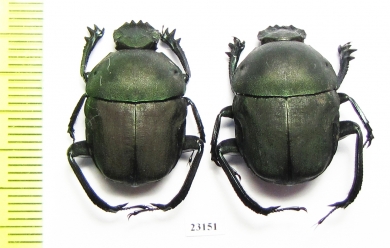 Garreta malleolus  Zambia - INSECTS-STORE.RU