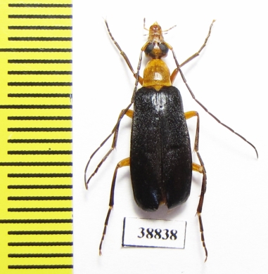 Zonitoshema sp.  Solomon isl. - INSECTS-STORE.RU