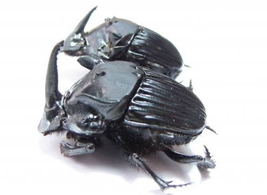 Sulcophanaeus faunus, pair  Peru 35mm - INSECTS-STORE.RU