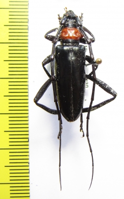 Aromia bungii  China, Hainan - INSECTS-STORE.RU