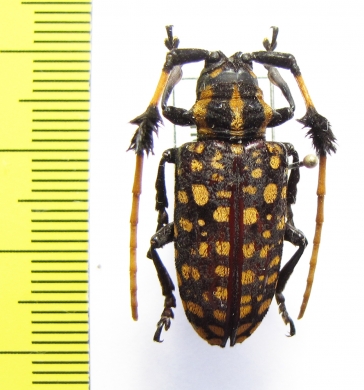 Aristobia approximator  Thailand - INSECTS-STORE.RU