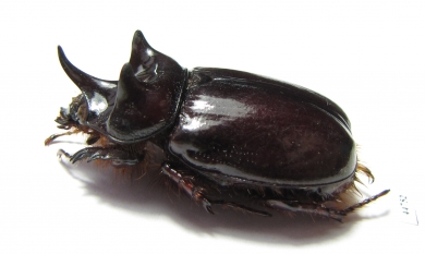 Strategus surinamensis  Colombia - INSECTS-STORE.RU