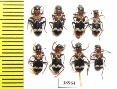Thanasimus femoralis  Russia, Tver reg. - INSECTS-STORE.RU