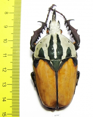 Mecynorhina oberthuri unicolor  Tanzania  66mm - INSECTS-STORE.RU