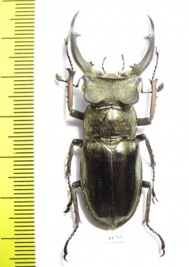 Lucanus mearesii  India 55mm - INSECTS-STORE.RU