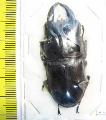 Dorcus thoracicus  Malaysia, Borneo  57mm - INSECTS-STORE.RU