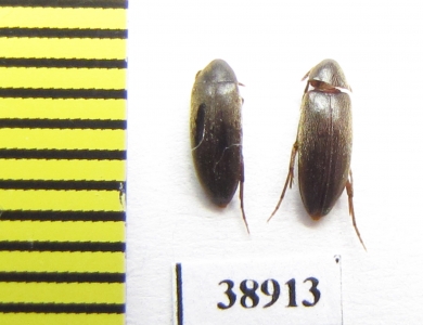 Orchesia fusiformis  Russia, Tver reg. - INSECTS-STORE.RU