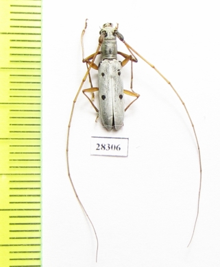 Olenecamptus riparius  Russia, Far East - INSECTS-STORE.RU