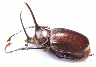 Golofa porteri? Colombia  59mm - INSECTS-STORE.RU