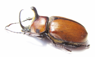 Golofa globulicornis  Mexico 45mm - INSECTS-STORE.RU