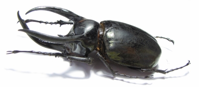 Chalcosoma atlas hesperus  Indonesia, Sulawesi  91mm - INSECTS-STORE.RU