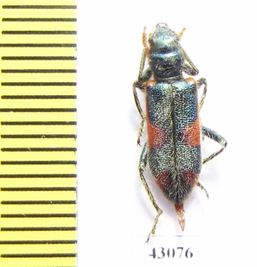 Trichodes sp.  Iran, Kurdistan prov. - INSECTS-STORE.RU