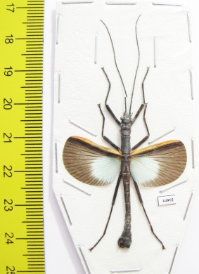 Orthomeria versicolor, male  Indonesia, Kalimantan - INSECTS-STORE.RU