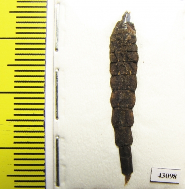 Lycidae sp.  Indonesia, Kalimantan - INSECTS-STORE.RU