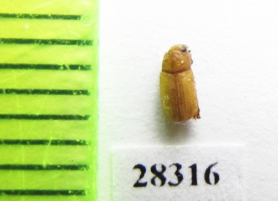 Glaresis nestor  Oman - INSECTS-STORE.RU