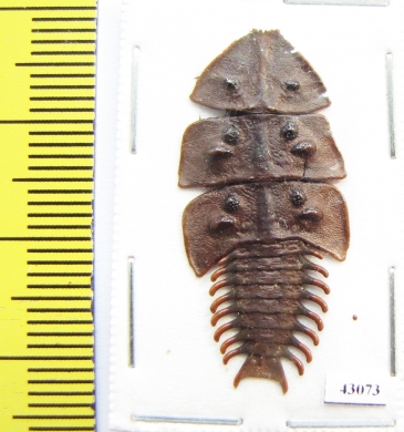 Lycidae sp.  Indonesia, Java - INSECTS-STORE.RU