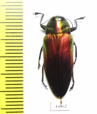Belionota mniszechi  Indonesia, Halmahera isl. - INSECTS-STORE.RU