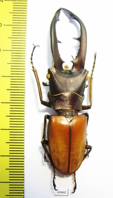 Cyclommatus montanellus  Malaysia, Borneo  64mm - INSECTS-STORE.RU